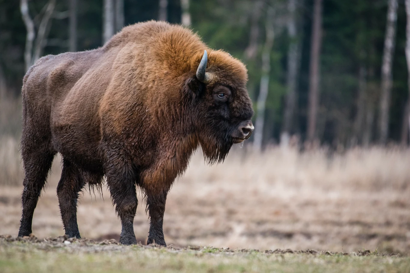 Według najnowszych danych w Polsce jest już 3060 żubrów Żubr stoi na tle lasu, z widocznym brązowym futrem i charakterystycznymi różkami. W tle rozciąga się zalesiony obszar z rozmytym widokiem drzew.