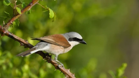 Dzierzba gąsiorek (łac. Lanius collurio) to drapieżny ptak krajobrazu rolniczego, którego niezwykłe zwyczaje i wyrazisty wygląd czynią jednym z najciekawszych przedstawicieli krajowej awifauny