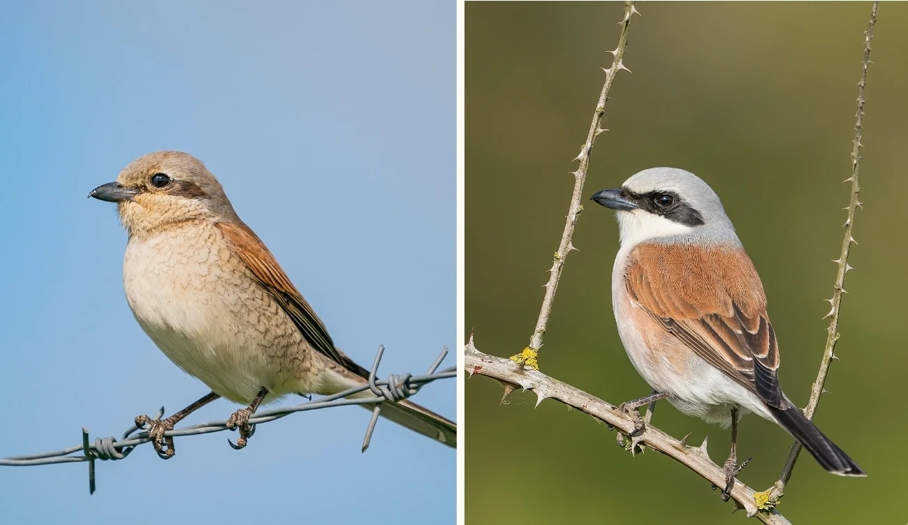Porównanie samicy (po lewej) i samca (po prawej) dzierzby gąsiorek (łac. Lanius collurio) /CanvaPro