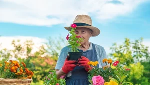 Ogród, pelargonie i begonie są dobre dla twojego mózgu