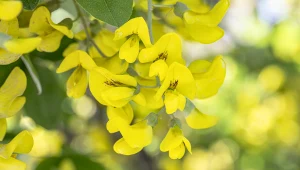 Najbardziej trująca roślina w Polsce. Nawet wąchanie jest niebezpieczne