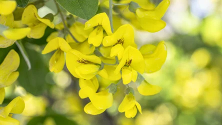 Złotokap zwyczajny jest niezwykle niebezpieczny 
