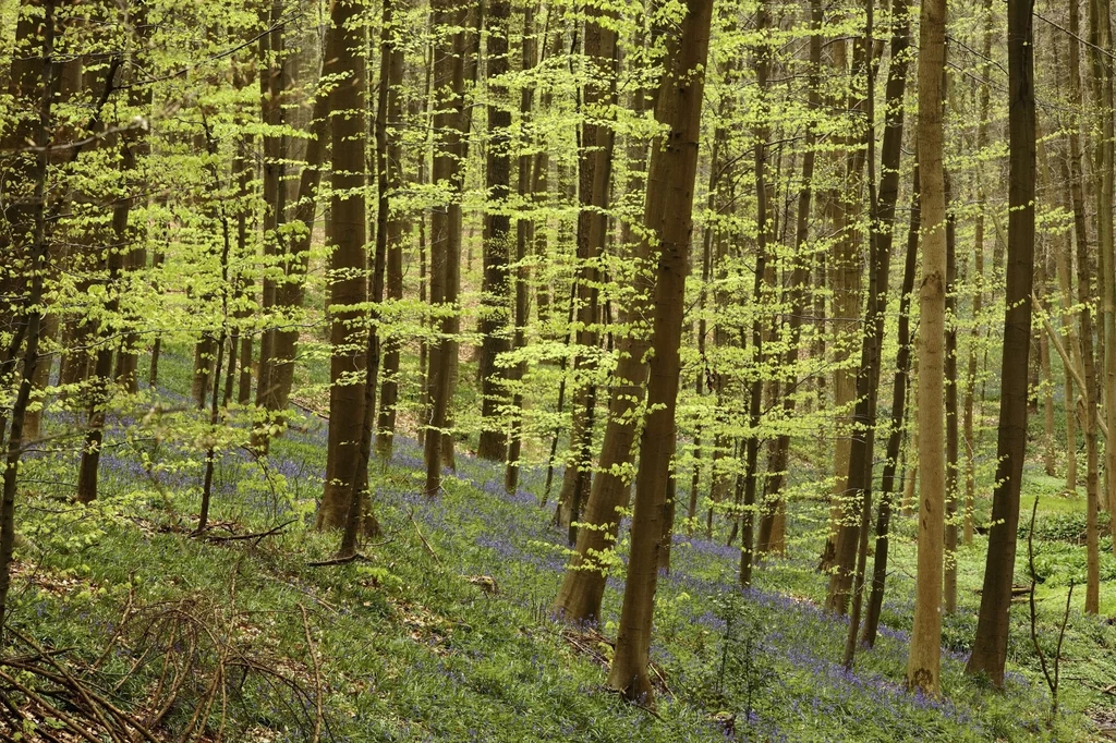 Młode liście buka mają delikatny, orzeźwiający smak. Z powodzeniem wykorzystasz je w kuchni Gęsty las z wysokimi drzewami, młode, jasnozielone liście oraz fioletowe kwiaty pokrywające leśne runo tworzą spokojny, wiosenny krajobraz.