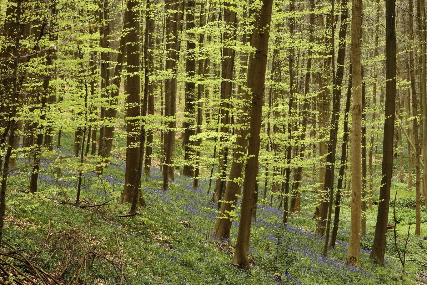 Gęsty las z wysokimi drzewami, młode, jasnozielone liście oraz fioletowe kwiaty pokrywające leśne runo tworzą spokojny, wiosenny krajobraz.
