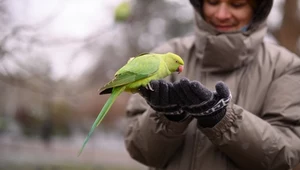Inwazyjne papugi zalały Wlk. Brytanię. "Są bezczelne"