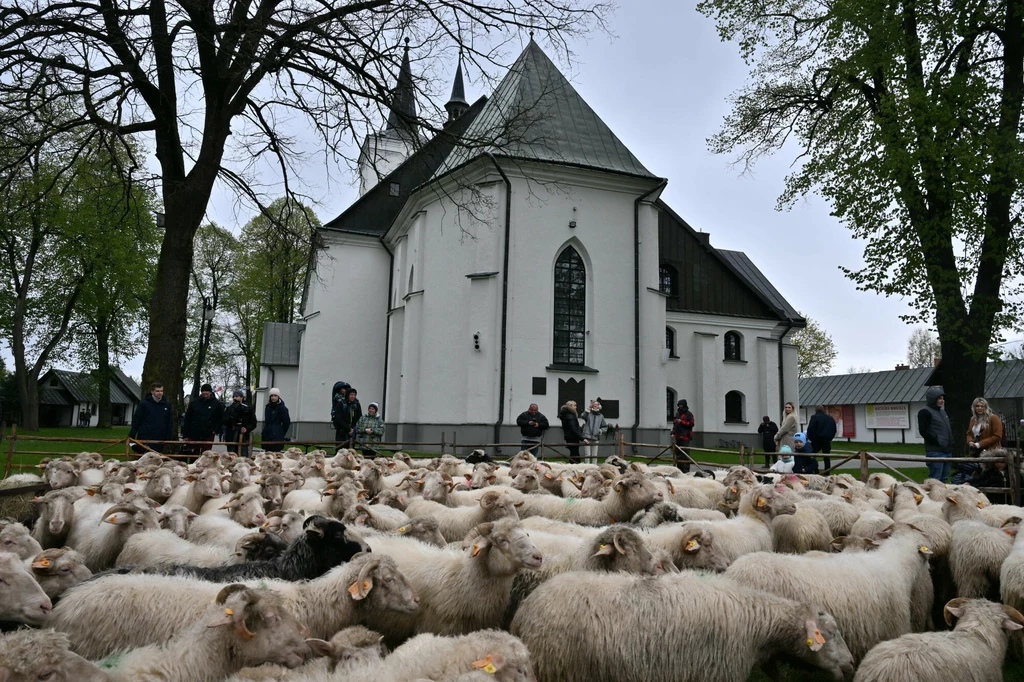Owce od wieków są sercem podhalańskiej tradycji Owce zgromadzone na pastwisku przed białym kościołem, wokół stoją ludzie. Charakterystyczna architektura kościelna z widocznymi wieżyczkami i dużym oknem wychodzącym na podwórze. Drzewa otaczają miejsce sceny.