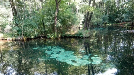 Rezerwat przyrody Niebieskie Źródła w Tomaszowie Mazowieckim