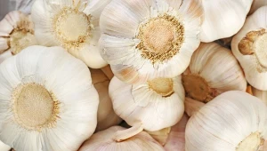 Czosnek nową alternatywą dla popularnych płynów do płukania ust