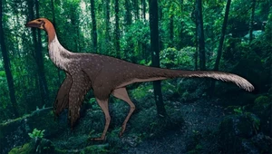 Dinozaur o bardzo długich ramionach. Miały zaskakującą rolę