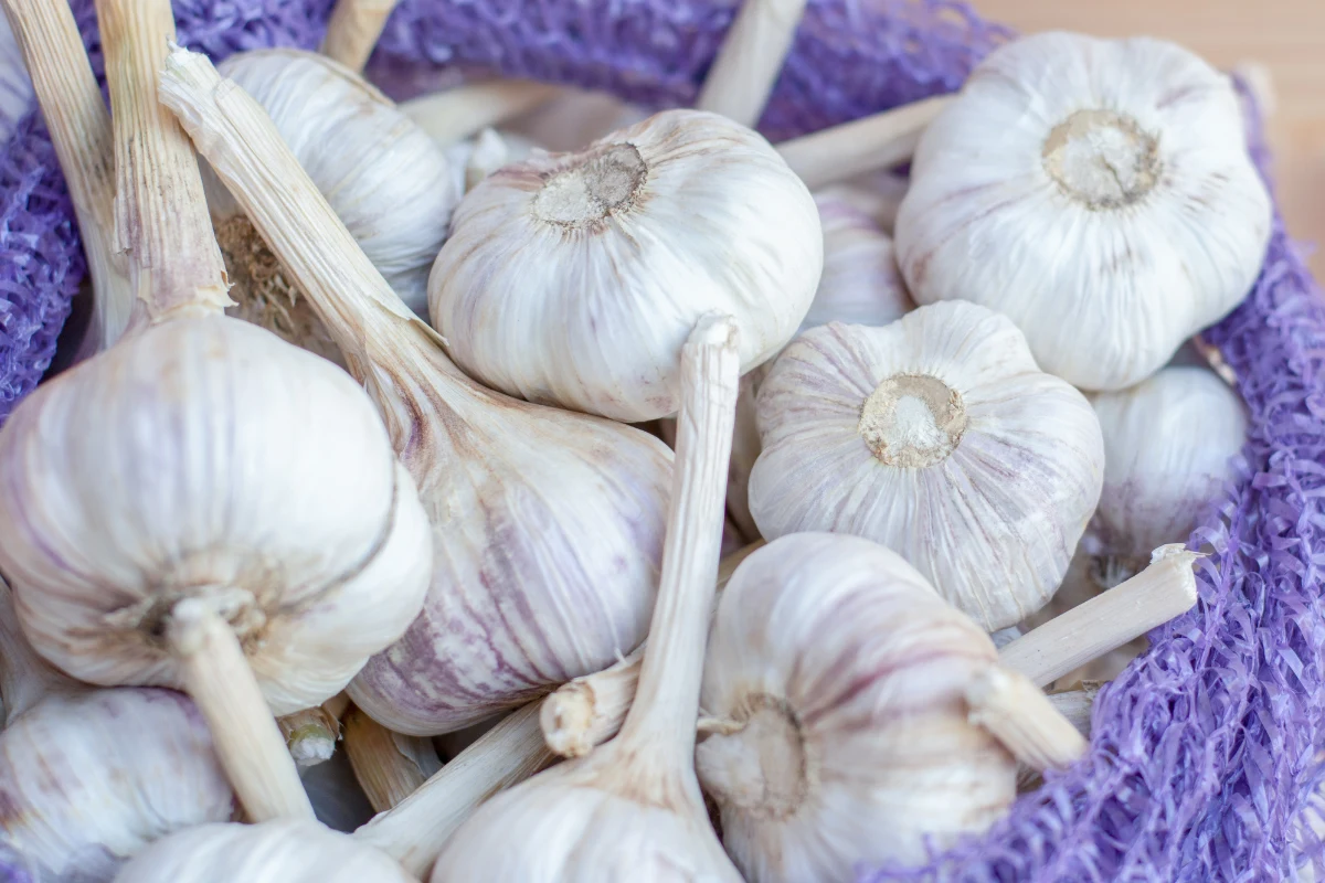 To właśnie allicyna odpowiada za intensywny aromat czosnku i cebuli. Ale też za zdrowotne właściwości. Jakie? To właśnie allicyna odpowiada za intensywny aromat czosnku i cebuli. Ale też za zdrowotne właściwości. Jakie?