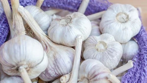 To właśnie allicyna odpowiada za intensywny aromat czosnku i cebuli. Ale też za zdrowotne właściwości. Jakie?