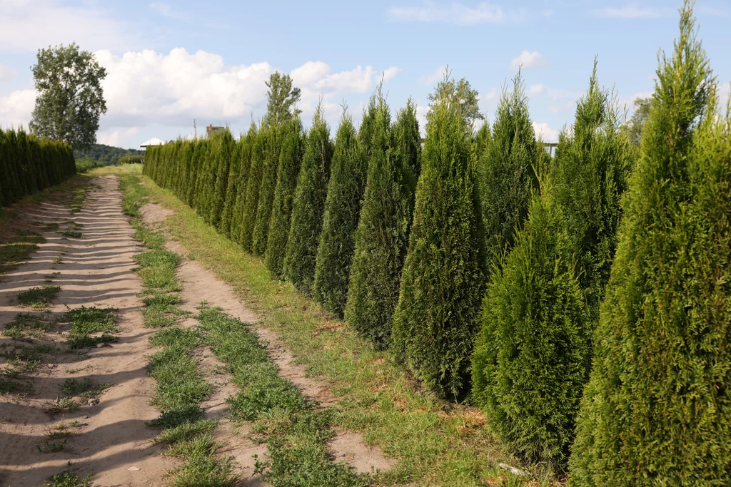 Nie trzeba mieć też zgody na usuwanie drzew lub krzewów rosnących na działce, która jest własnością osoby fizycznej, a wycinki nie ma związku z prowadzeniem działalności gospodarczej Nie trzeba mieć też zgody na usuwanie drzew lub krzewów rosnących na działce, która jest własnością osoby fizycznej, a wycinki nie ma związku z prowadzeniem działalności gospodarczej