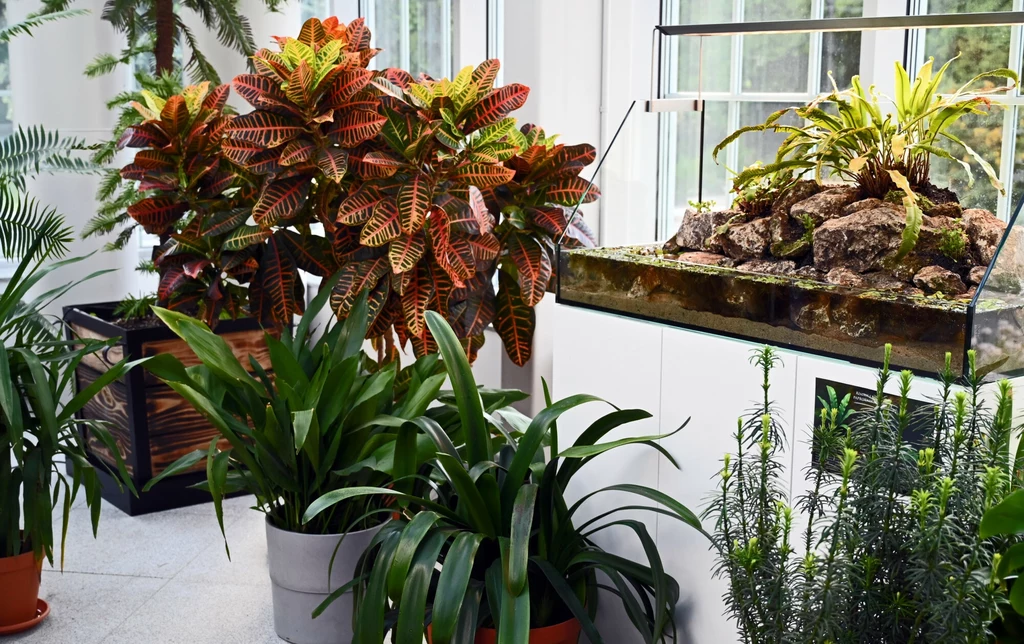 Oranżeria Warszewicza w Ogrodzie Botanicznym UJ w Krakowie Wnętrze zielonego pomieszczenia z dużymi roślinami doniczkowymi, m.in. krotonem o kolorowych liściach oraz terrarium z tropikalnymi roślinami na kamieniach.