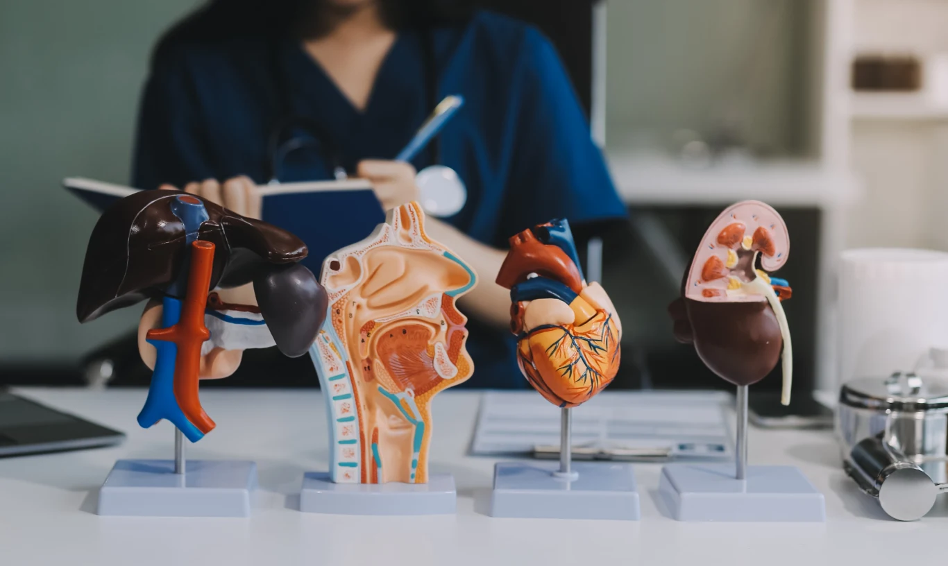 Nowe hydrożele mogą być przełomem w kontekście medycyny regeneracyjnej. Zdj. ilustracyjne. Modele anatomiczne ludzkich organów ustawione na biurku, w tle osoba w ciemnoniebieskim uniformie trzymająca notatnik.
