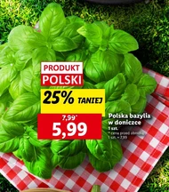 Базилік Polski