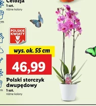 Орхідея Polskie kwiaty
