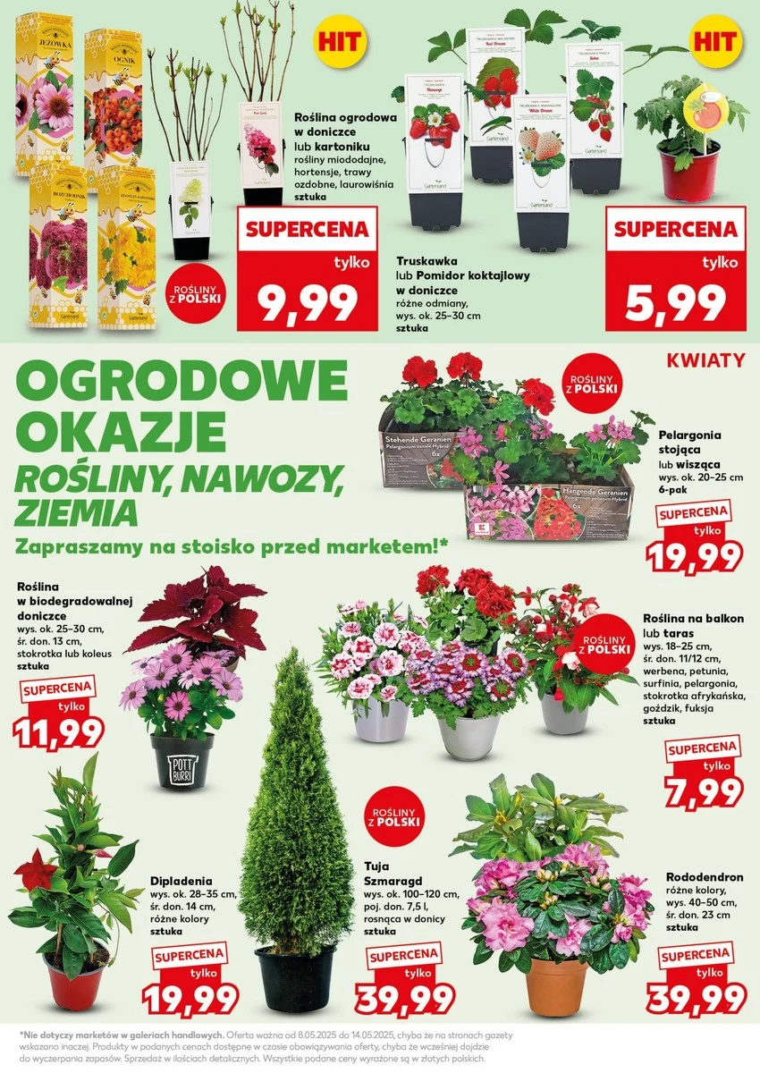 Rośliny balkonowe, krzewy ozdobne i warzywa – ogrodowy hit cenowy w Kauflandzie