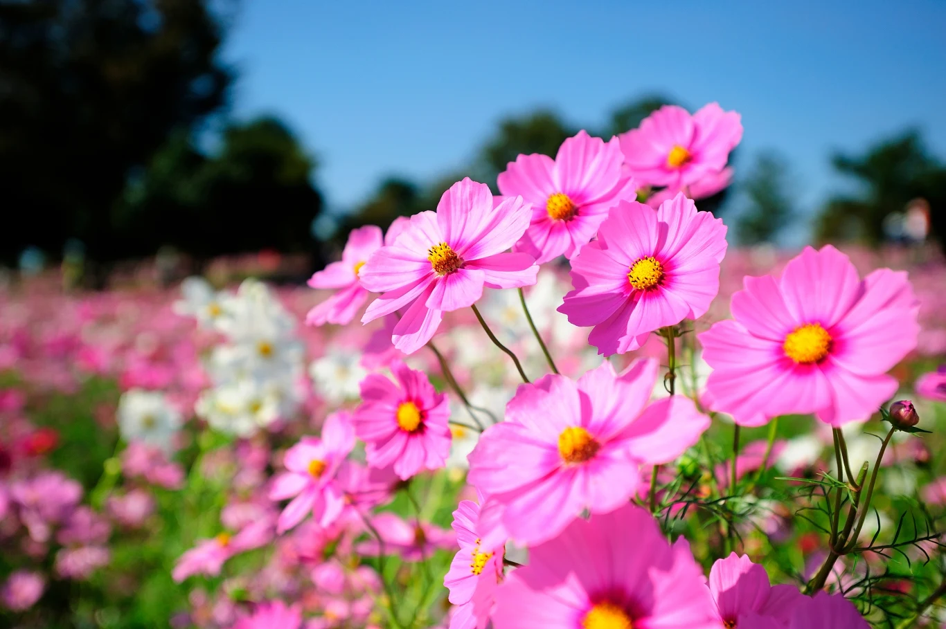 Kosmos to kwiat jednoroczny, który wraca do łask. 