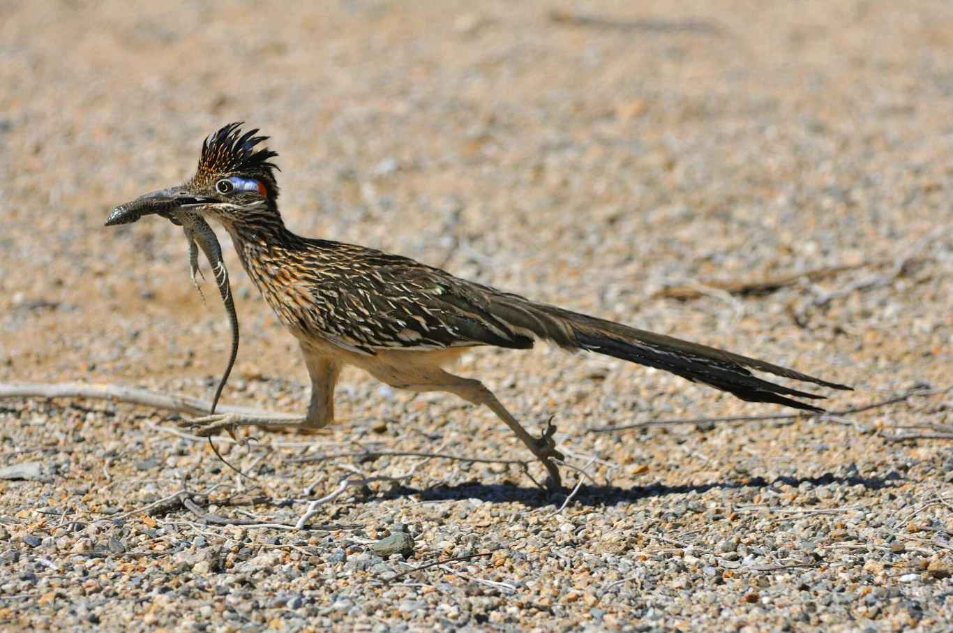 Kukawka srokata chwyta małe kręgowce jak jaszczurki Ptak z rodziny kukułkowatych biegnący przez piaszczysty teren z małym wężem w dziobie. Jego ubarwienie jest brązowe z białymi i szarymi pręgami, co pomaga mu w maskowaniu się na tle otoczenia.