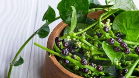 W ajurwedzie szpinak malabarski od wieków wspierał nerki, łagodził infekcje dróg moczowych i poprawiał krążenie.