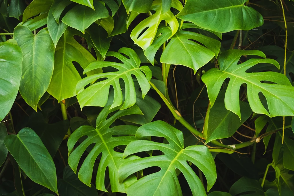 Monstera i zamiokulkas są liche? Nawóz z płatków owsiany postawi je na nogi Monstera i zamiokulkas są liche? Nawóz z płatków owsiany postawi je na nogi