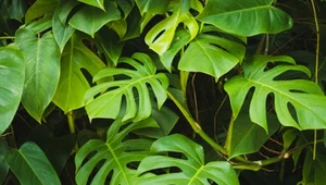 Potężna dawka minerałów za grosze. Monstera i zamiokulkas bujnie wystrzelą