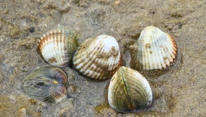 Można je spotkać także nad Bałtykiem. Stworzyły naturalne światłowody 