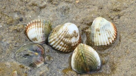 Małże sercówki mają zaskakującą umiejętność 