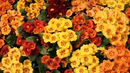 Prymulki to popularne wiosenne kwiaty, które potrafią kwitnąć przez długi czas