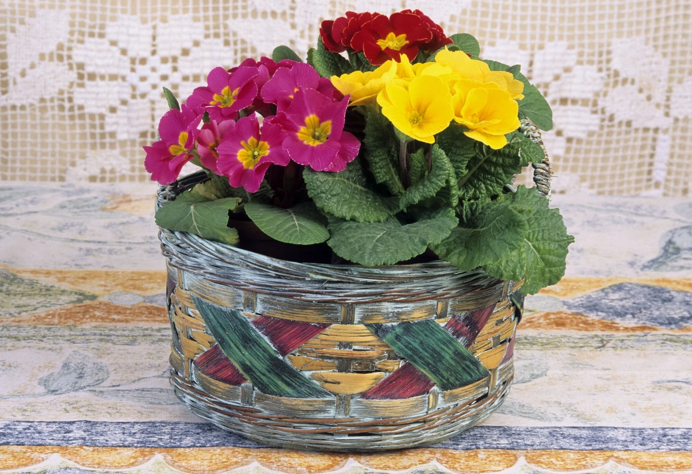 Kolorowe kwiaty w doniczce