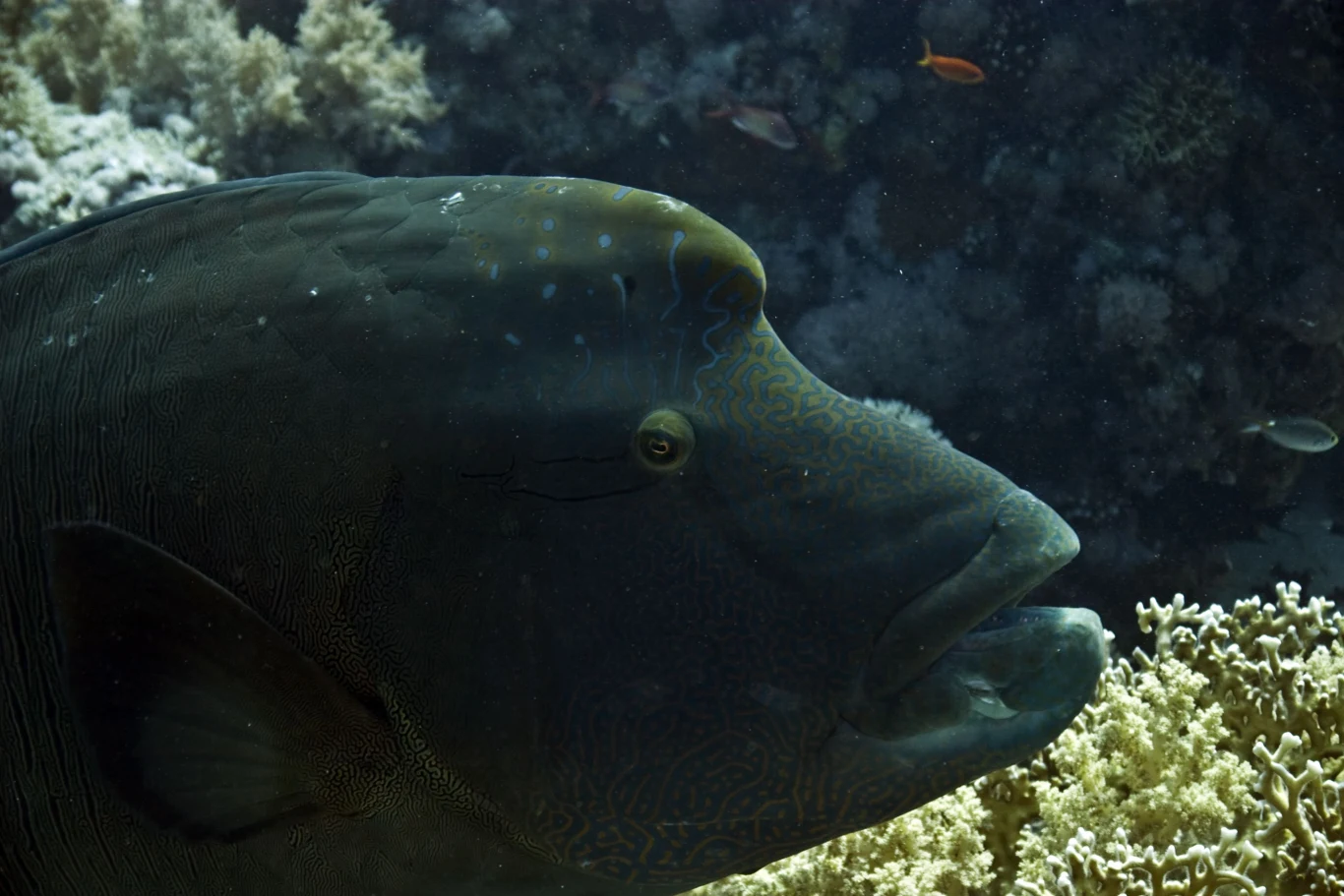 Duża ryba pływająca w oceanie, otoczona przez koralowce i małe ryby, w ciemnym świetle głębin wodnych.