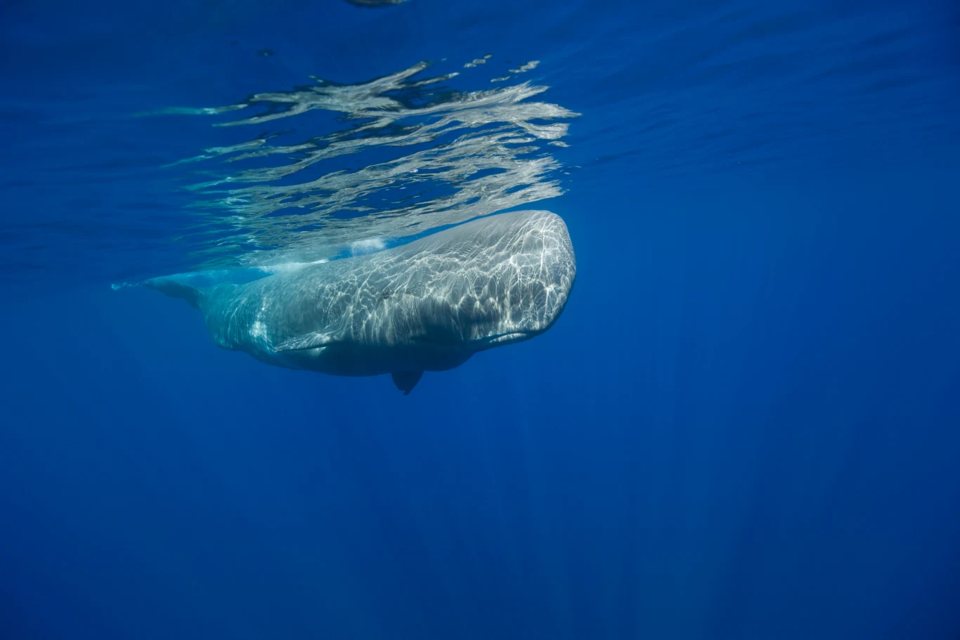 Junger Pottwal, Physeter catodon, Azoren, Atlantik, Portugal | Young Sperm Whale, Physeter catodon, Azores, Atlantic Ocean, Portugal
