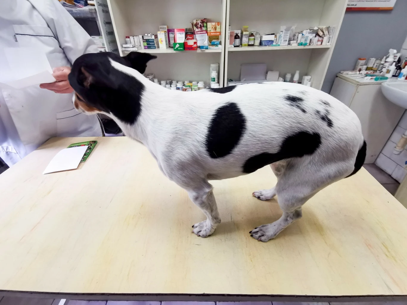 Ceny usług weterynaryjnych będą rosły - ostrzegają lekarze Pies o białej sierści z czarnymi łatami stoi na stole w gabinecie weterynaryjnym. W tle widać półki z lekami i innymi produktami weterynaryjnymi. Osoba w białym fartuchu trzyma dokumenty.