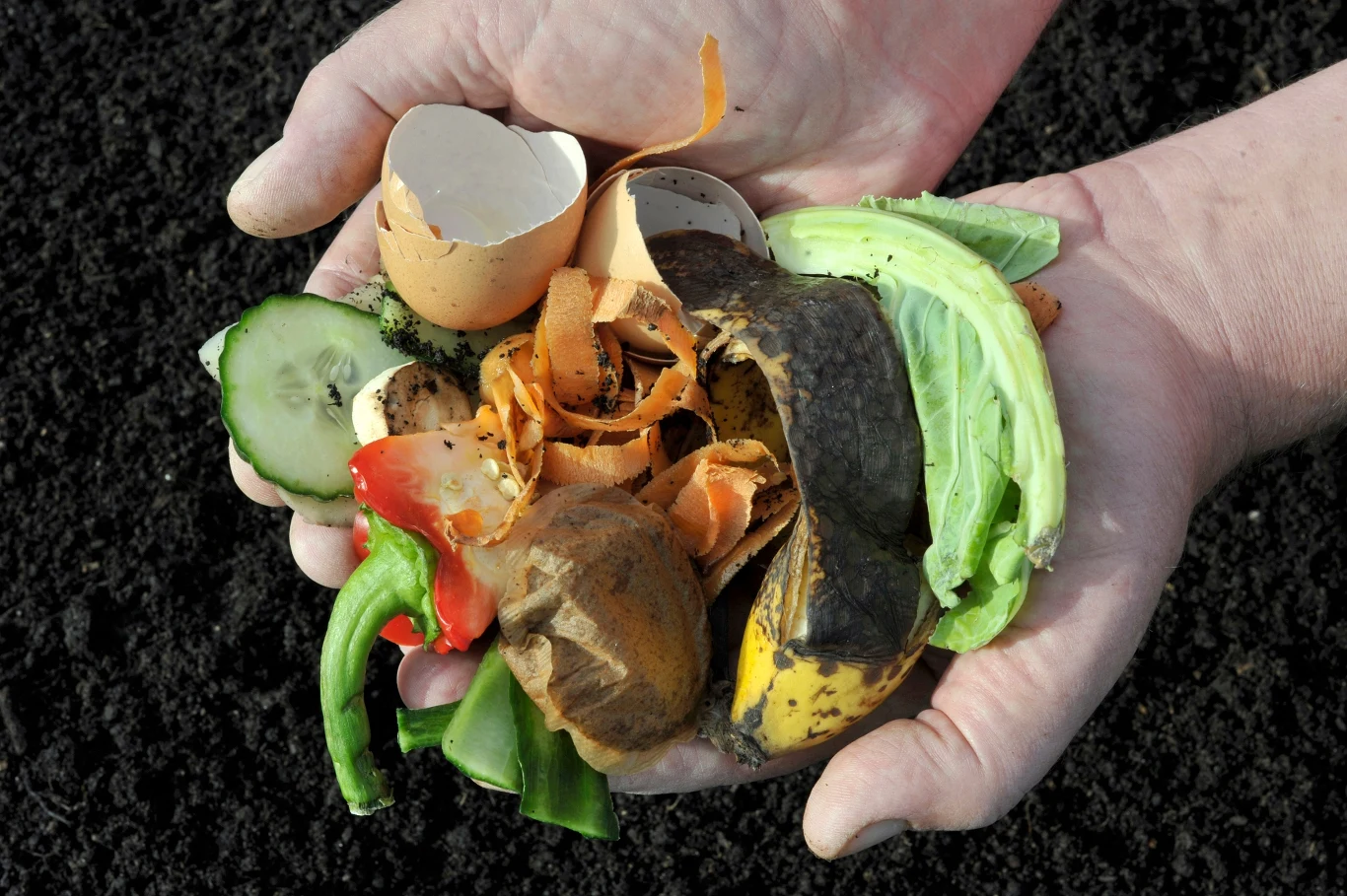 Ręce trzymające odpadki organiczne takie jak skórki ziemniaka i banana, obierki z marchwi, jajko, liście kapusty i kawałki ogórka. Ta mieszanka znajduje się na tle ziemi i jest przykładem materiału do kompostowania.