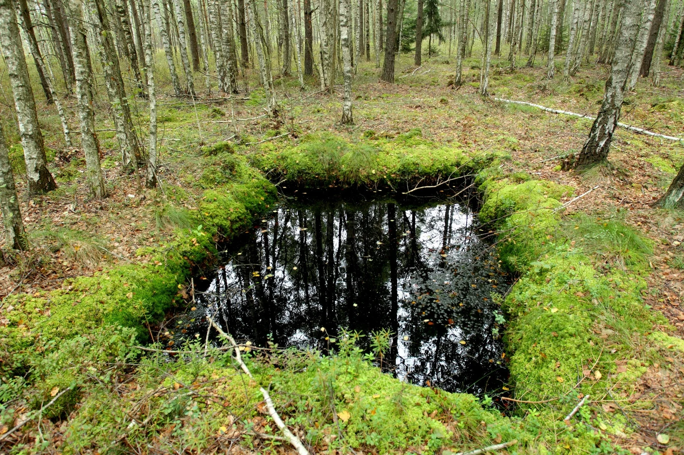 Osuszanie i niszczenie torfowisk przyczynia się do przyspieszenia zmian klimatycznych