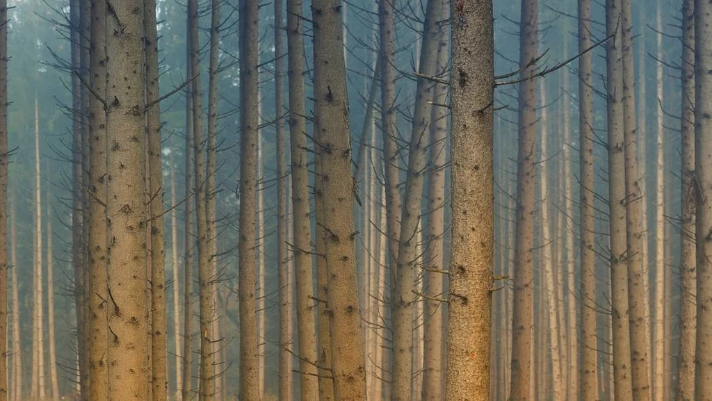 Fot. pixabay.com/ jplenio