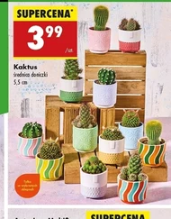 Kaktus
