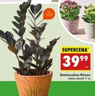 Zamioculcas