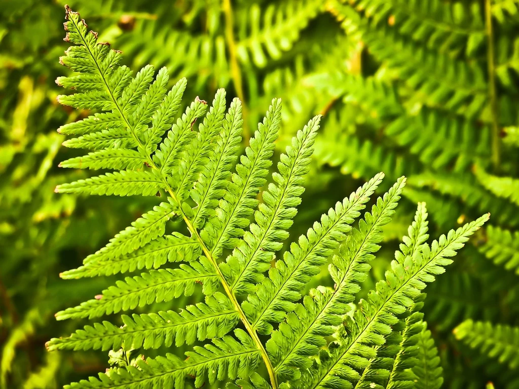 Fot. pixabay.com/652234 Zielony liść paproci kontrastujący z tłem innych liści paproci, wyraźnie widoczna struktura listków i ich delikatna faktura.