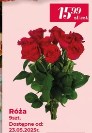 Róża