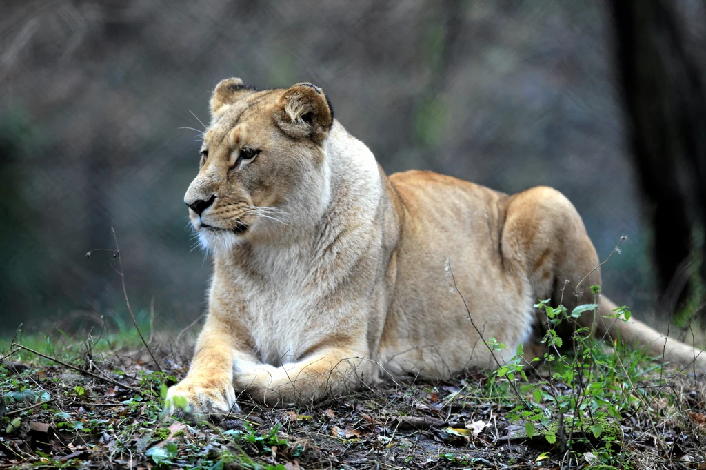 Nie żyje lwica z wrocławskiego zoo. Miała 18 lat Nie żyje lwica z wrocławskiego zoo. Miała 18 lat