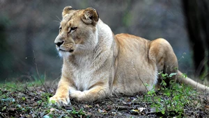Zoo we Wrocławiu przekazało smutne wieści. "Będzie nam jej brakować"