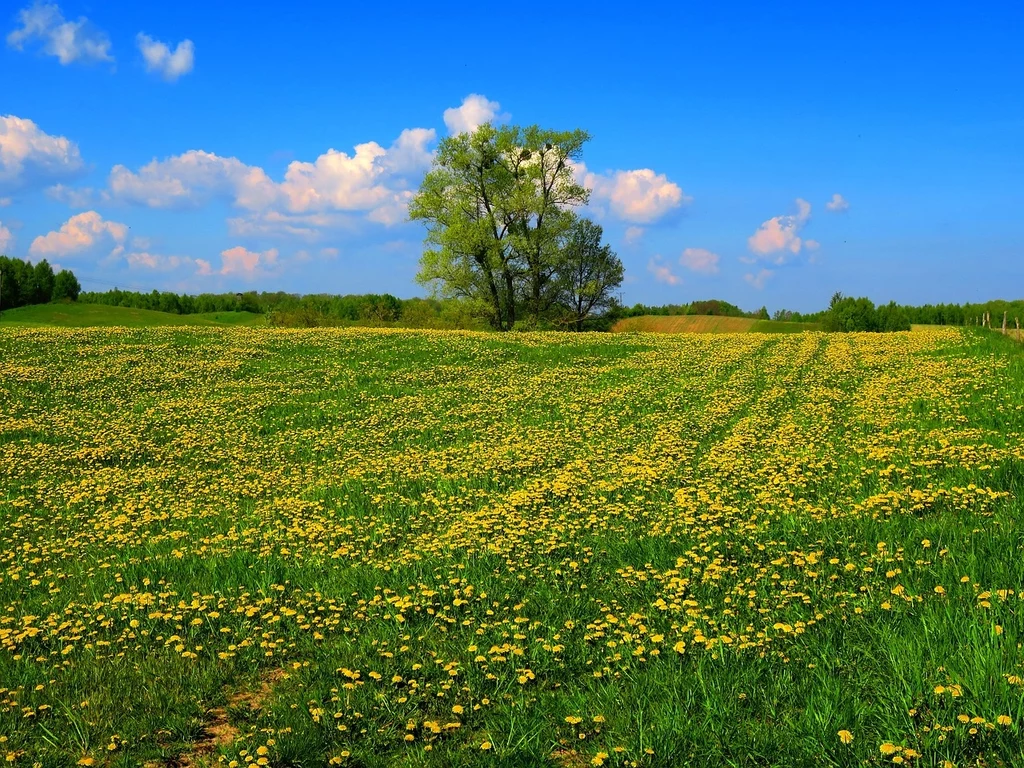 Fot. pixabay.com/ mrochnowska
