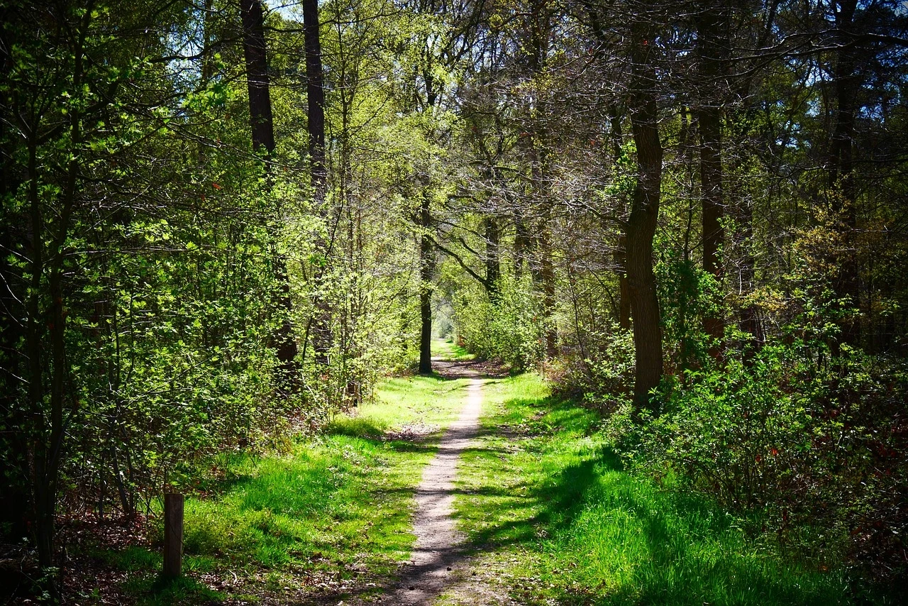 Leśna ścieżka biegnąca przez gęsty las, otoczona wysokimi drzewami i bujną zielenią. Słońce przenika przez korony drzew, rzucając cienie na malowniczą drogę, tworząc spokojną i relaksującą atmosferę.