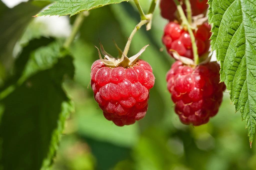 Jak dbać o maliny naturalnymi metodami? Jak dbać o maliny naturalnymi metodami?