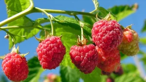 Ostatni dzwonek na sadzenie malin jesienią. Nie przegap kluczowego terminu