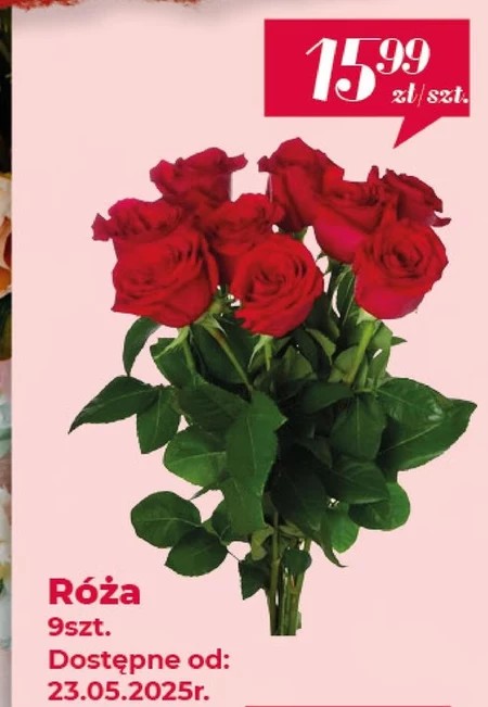 Róża
