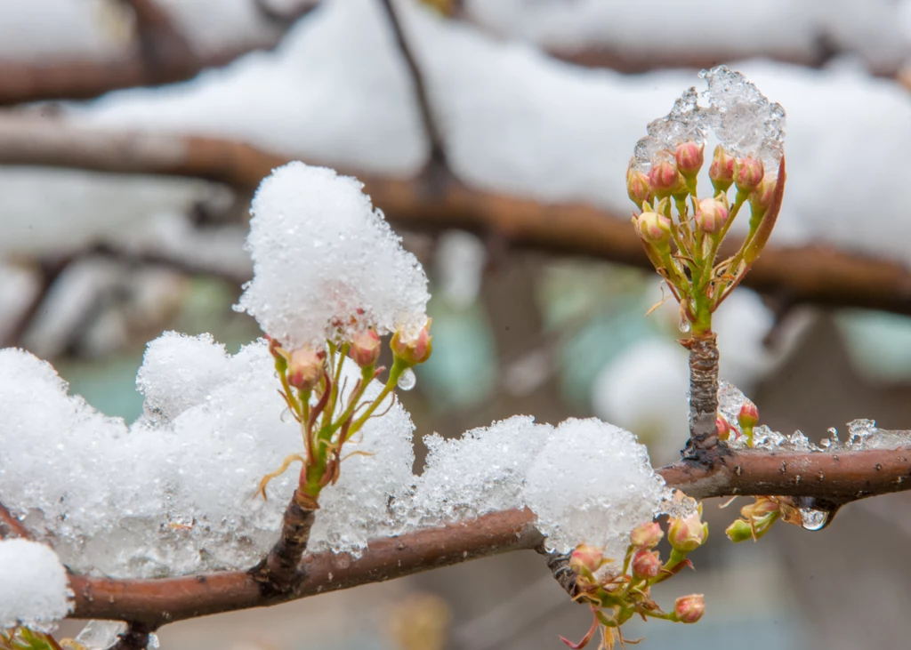 Co ciekawe, sam śnieg, bez silnych spadków temperatury, nie zawsze jest największym zagrożeniem. Działa jak zimna kołderka – nieprzyjemna, ale izolująca Pokryta śniegiem gałąź z pąkami kwiatów, co sugeruje kontrast między zimą a nadchodzącą wiosną. Śnieg tworzy białą, puszystą warstwę na pąkach i gałęzi.