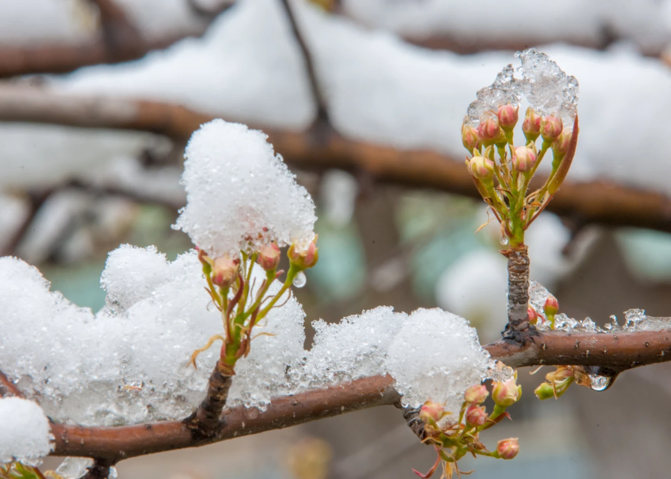 Pokryta śniegiem gałąź z pąkami kwiatów, co sugeruje kontrast między zimą a nadchodzącą wiosną. Śnieg tworzy białą, puszystą warstwę na pąkach i gałęzi.