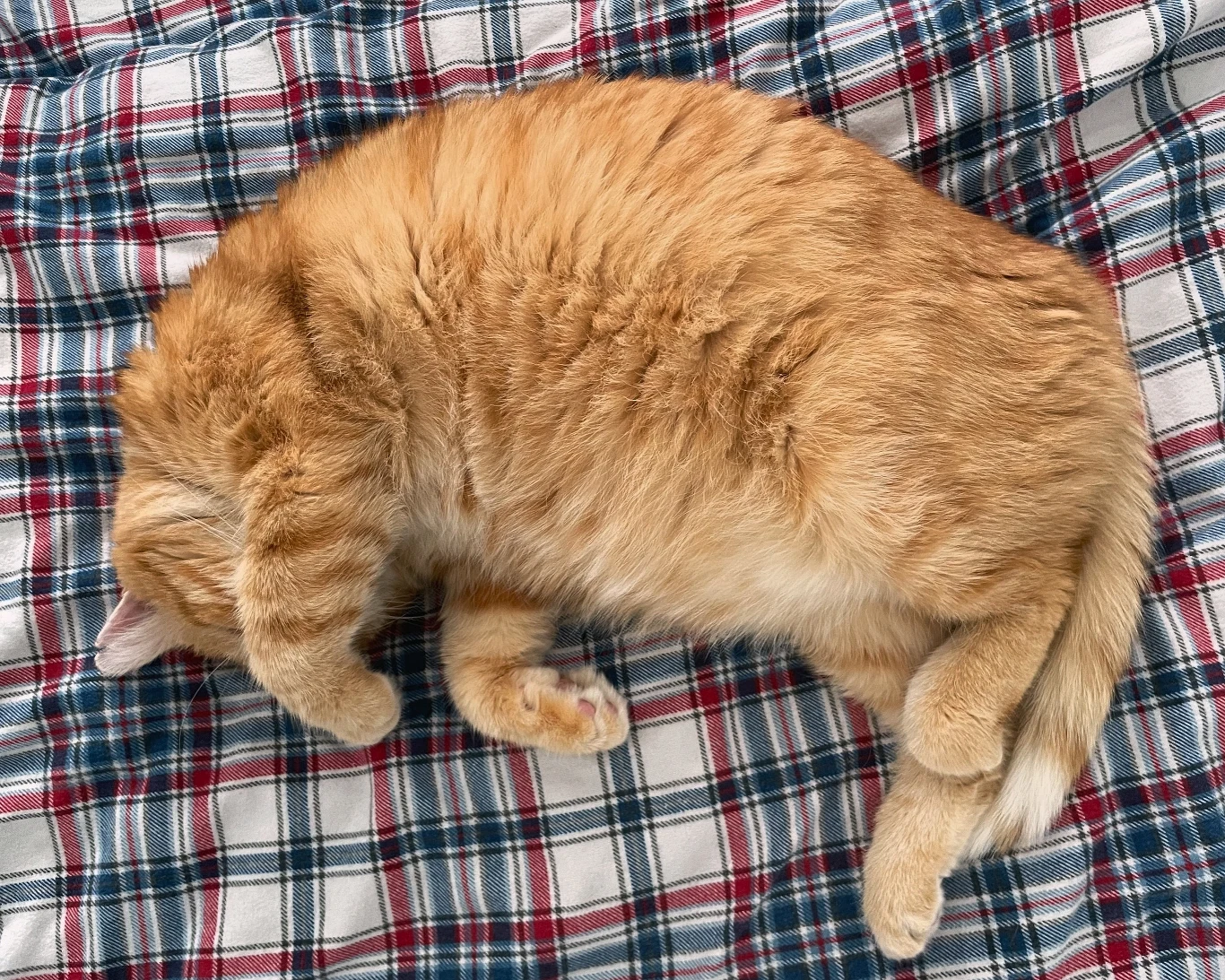 Kiedy kot odsłania przy tobie brzuszek, możesz czuć się doceniony - znaczy to, że ci ufa i czuje się przy tobie bezpiecznie. Rudy kot leży zwinięty w kłębek na kolorowej kratkowanej pościeli, z łapami przy twarzy, sprawiając wrażenie zrelaksowanego i śpiącego.